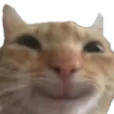 sussycar