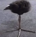 FuckassBird FuckassBird