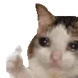 catshake