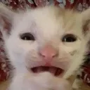 AAAA