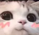 catBlush