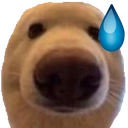 :dognau2:
