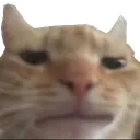 cat_cringe