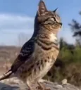 owlcat