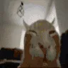 buhFlipExplode buhFlipExplode