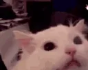ScreamCat