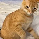 ickkibby