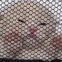 PussyJail
