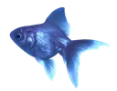 ff_fish