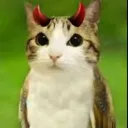 devilcat