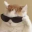 :catcool: