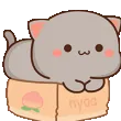 kittyinabox