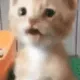 c_scarycat
