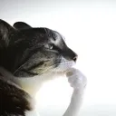 catthinking