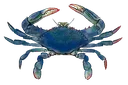 bluecrab