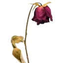 WiltedRose