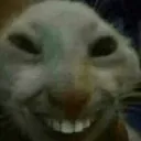 smirkingcat