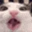 cateats
