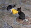 handshake_Cat
