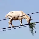 GOAT GOAT