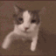 8587430495040307201 animated emote from • ꒰ Sᴛᴀʀ Fᴀᴍɪʟʏ Zᴏɴᴇ ꒱ •