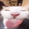 CatBleh