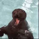 scream