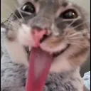 sillycat