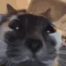kuh