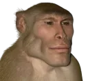 chad_monkey