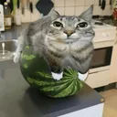 catwatermelon