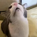 catgullible