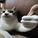 catthumbsup