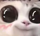 carowo carowo