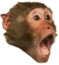 PogChimp
