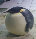 :penguin: