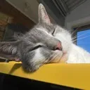 oreosnooze
