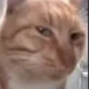 sus