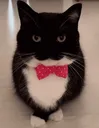 catumi
