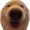 dawg_normal