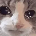 catsob