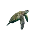 Venus_Turtle