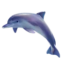 Venus_Dolphin