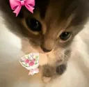 Cat Cat