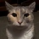 starecat