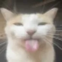 kittylicky