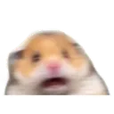 scaredhamster