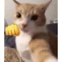 catspunch