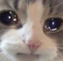 cute