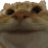 cat_nod